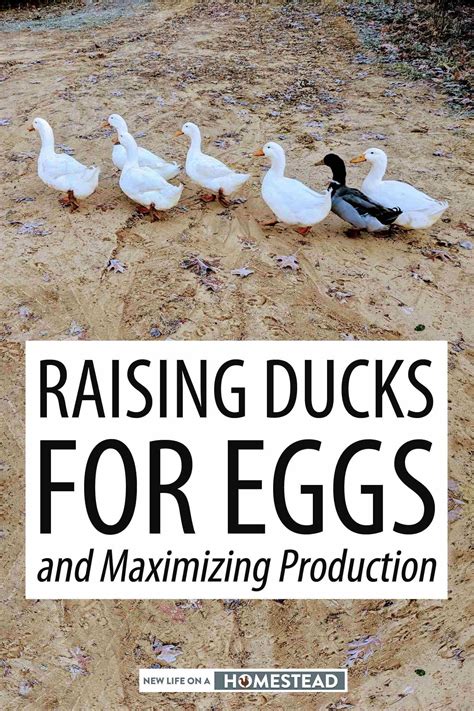 Raising Ducks for Eggs and Maximizing Production • New Life On A ...