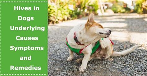 Hives in Dogs: Underlying Causes, Symptoms, and Remedies - PetXU