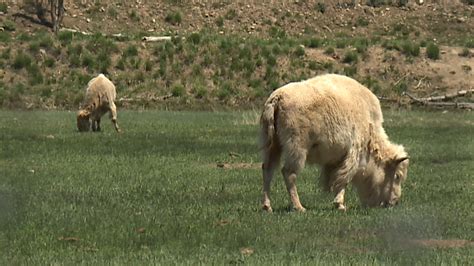 'Rare' white bison calf draws crowds to Evanston