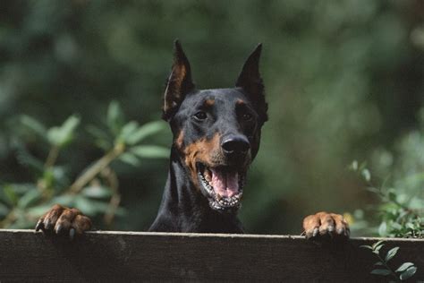 641+ Perfect Doberman Names - [Cute, Tough & More] - My Dog's Name