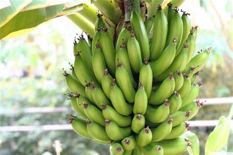 Top 9 Care For Dwarf Banana Tree