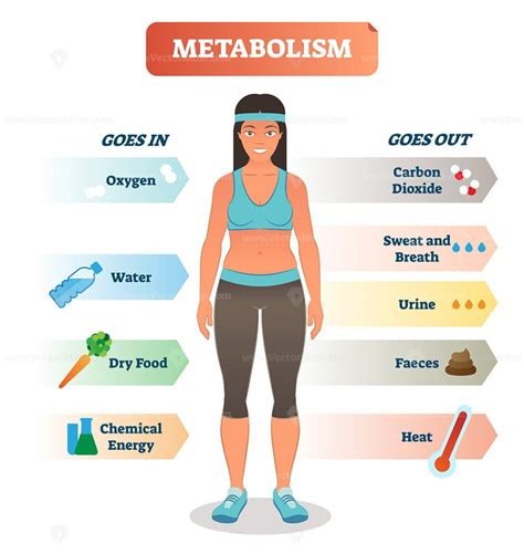 Metabolism vector illustration - VectorMine