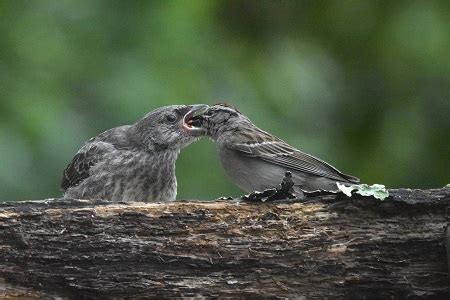 Brood Parasitism Definition, Types & Examples | Study.com