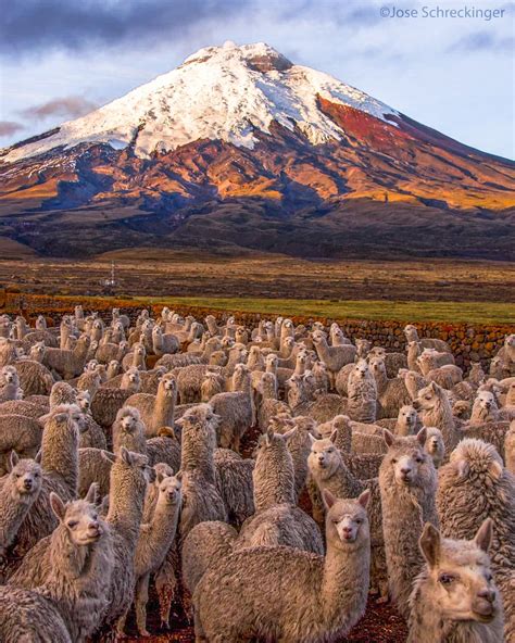 Cotopaxi National Park, Ecuador! | Ecuador travel, National parks, Ecuador