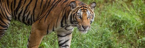 Visit Sundarbans Tiger Reserve in India | Audley Travel UK