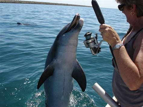 Fishing Friendly dolphin