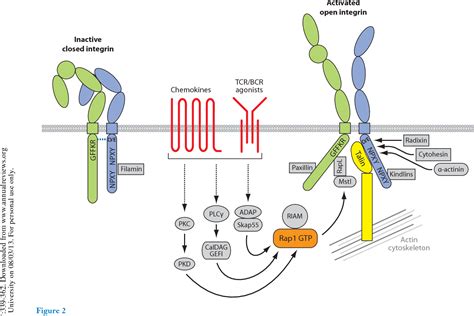 Figure 2 from The ins and outs of leukocyte integrin signaling. | Semantic Scholar