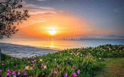 Sunset Beach Grass Wallpapers - Top Free Sunset Beach Grass Backgrounds ...