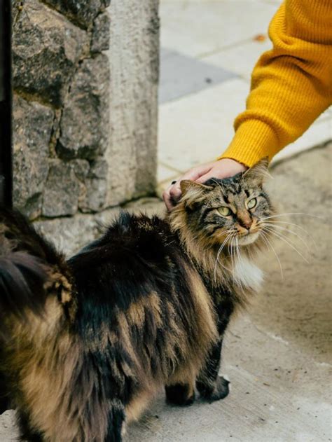 Top 7 Cat Hairball Prevention Tips