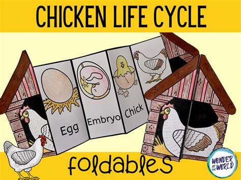 Life cycle of a chicken foldable craft | Teaching Resources in 2021 | Chicken life cycle craft ...