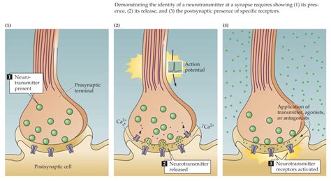 How information is transmitted between neurons | Synaptic transmission ...