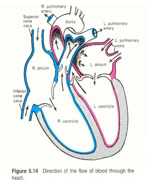 Free Human Heart Sketch Diagram, Download Free Human Heart Sketch Diagram png images, Free ...