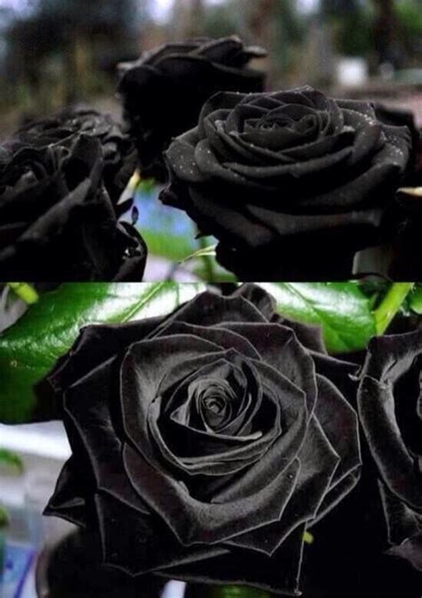 Turkish Black Rose - Ωmnibus