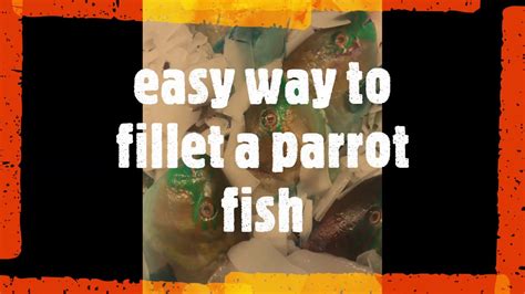 how to fillet a parrot fish - YouTube