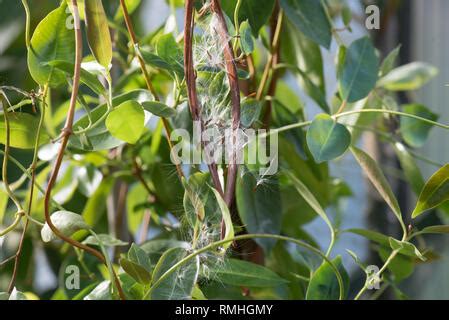 Mandevilla syn. Dipladena seed pods & seeds Stock Photo - Alamy