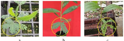 Presence of 4-pinnate leaf characterized as pure A. mangium (a), number... | Download Scientific ...