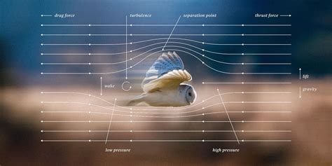 Feathers and Wing Structure: Crucial in Bird Aerodynamics – Nature Blog ...