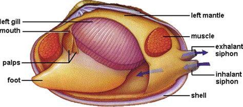 Clam Dissection