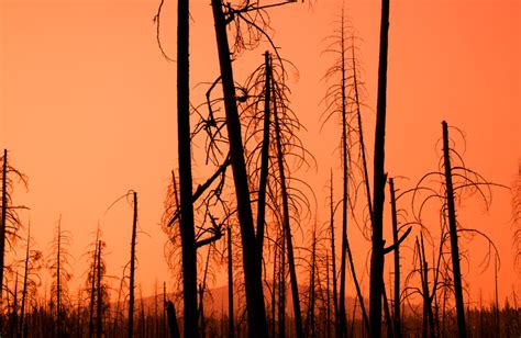 Louisiana Wildfires: A State in Crisis – Louisiana Informer