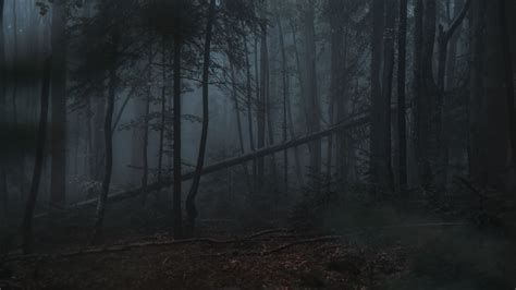 Wallpaper forest, fog, trees, gloomy, dark hd, picture, image