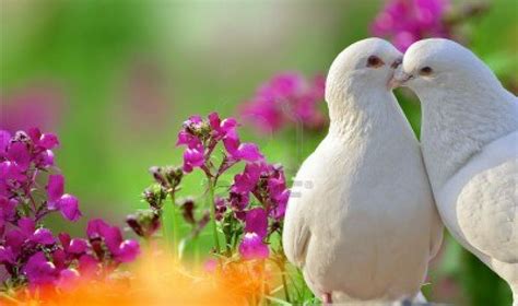 Two loving white doves and beautiful purple flowers | ** Beauty in ...