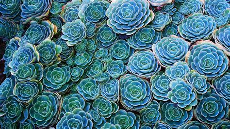 Green succulents, succulent, nature, plants HD wallpaper | Wallpaper Flare