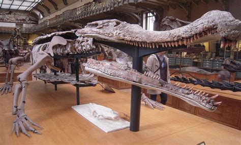 Prehistoric Crocodile Skeleton