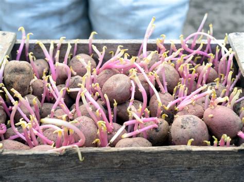 Can You Eat Potatoes With Roots Growing Out at Scott Lunsford blog