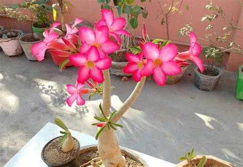 Adenium plant care - guid and basic technique