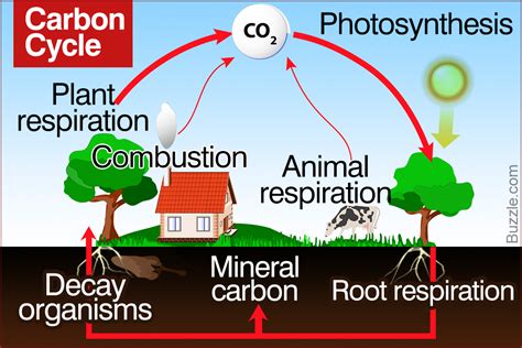 A Brief Guide to the Steps of the Carbon Cycle - Biology Wise