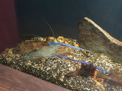 The Online Zoo - Giant Freshwater Prawn