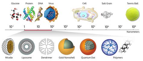 Size-comparison-Bio-nanoparticles nanometer scale comparison ...