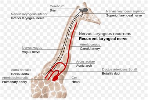 Giraffe Anatomy Recurrent Laryngeal Nerve Brain Larynx, PNG, 1280x868px, Giraffe, Anatomy, Arm ...