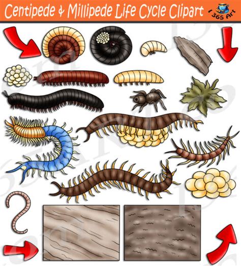 Centipede & Millipede Life Cycle Clipart Set Download - Clipart 4 School