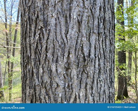 Tree Identification. Tree Bark. Pignut Hickory. Carya Glabra Royalty-Free Stock Photography ...