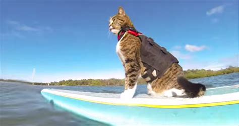 A Surfing Cat in Australia ~ Pawsitively Humane, Inc.