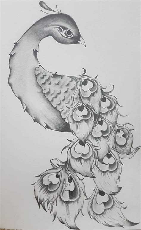 Pencil Drawing Peacock Images - Draw-level