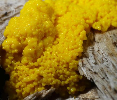 All of Nature: Yellow Slime Mold That Isn't