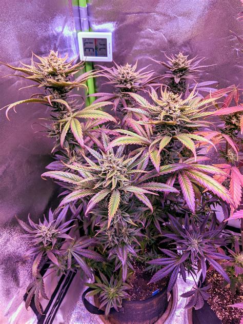 ILGM Grand Daddy Purple grow journal week12 by JBSC_Buds - GrowDiaries