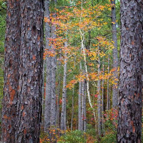 Colorful Birch Tree Among the Pines of the Croatan Forest Photograph by Bob Decker