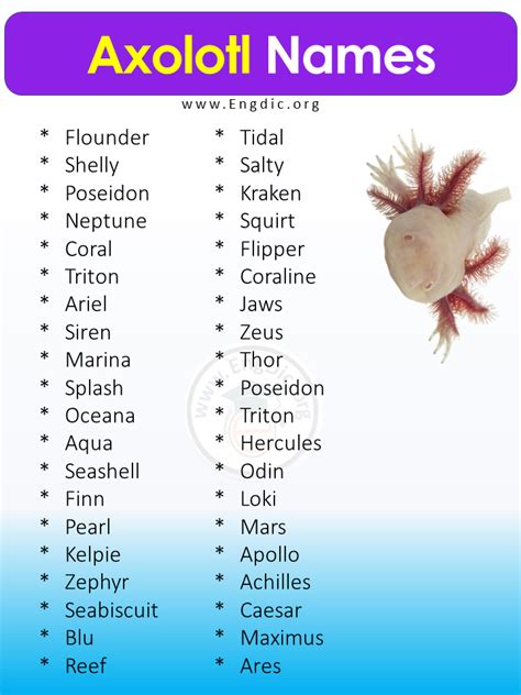 400+ Best Pet Axolotl Names (Male, Female), Cute Axolotl Names - EngDic