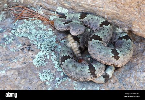 Green Rock Rattlesnake or Banded Rock Rattlesnake (Crotalus lepidus ...