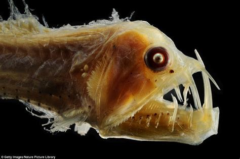 The world's strangest sea creatures revealed | Daily Mail Online