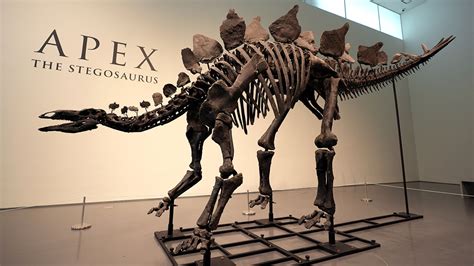 Stegosaurus skeleton, nicknamed 'Apex,' sells for record $44.6 million ...