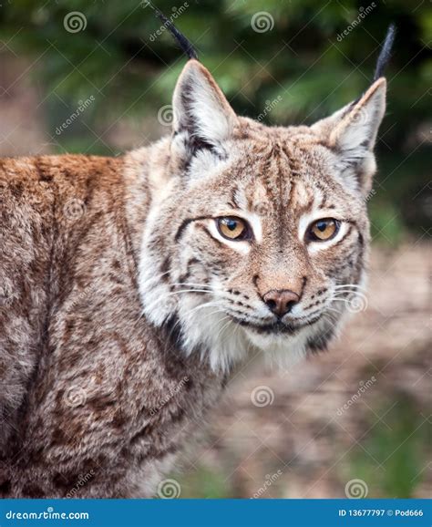 Lynx Bobcat Close Up Royalty Free Stock Photography - Image: 13677797