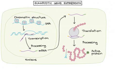 At what point in gene expression do molecules go from being information storage molecules - How ...