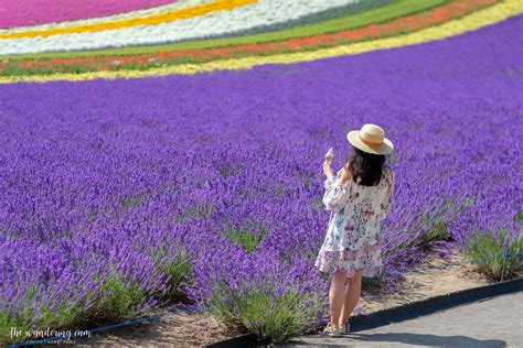 2021 Lavender fields of Furano — the wandering cam