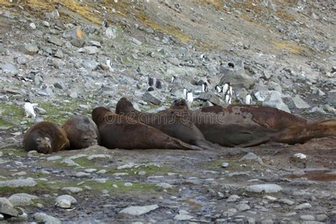 The Seals of Antarctica stock photo. Image of pole, walrus - 139560794