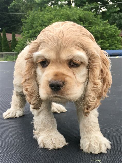 American Cocker Spaniel Puppies For Sale | Martinsville, IN #277752