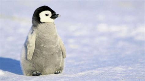 Charming Penguin Baby - High Quality Baby Penguin - 2560x1440 Wallpaper - teahub.io